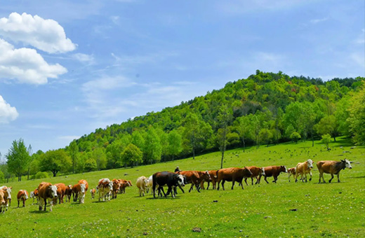 通遼畜牧搜索網(wǎng)